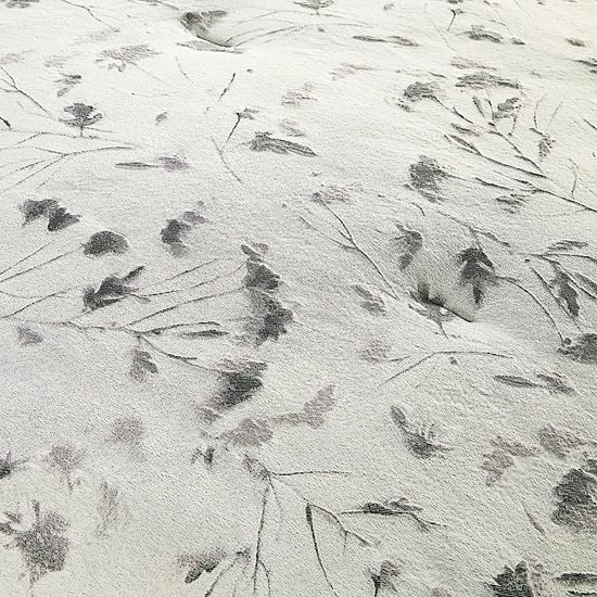 Simply Vera Vera Wang Shadow Leaves Comforter Set With Shams 3 Simply Vera Vera Wang Shadow Leaves Comforter Set With Shams - Image 3